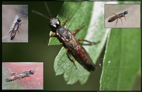 Xiphydria prolongata